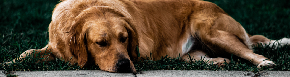 Entspannung für Jederhund - online!