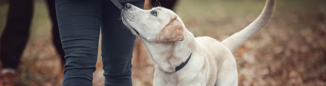 Sachkundeprüfung/Hundeführerschein Praxis